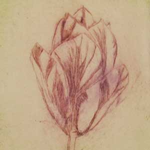 Tulpe – mit Passepartout 35€