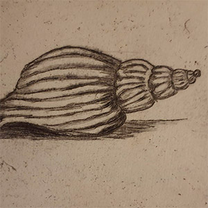 Schnecke